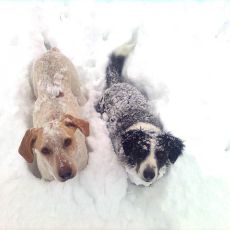 Pippo-Puenktchen1.jpg
