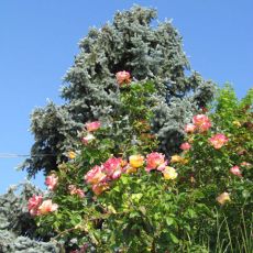 IMG_1315.jpg