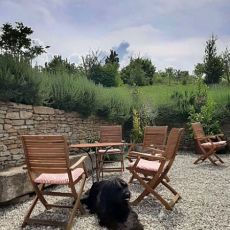 Besucher-vier-Beine-Hund.jpg