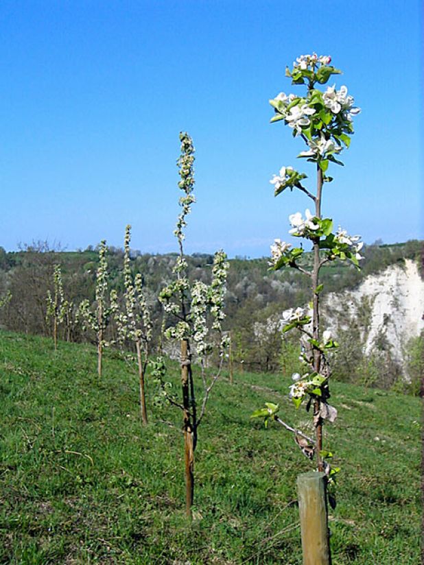 Aprikosenbäume