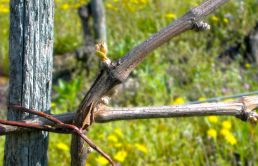 Dolcetto Weinstock