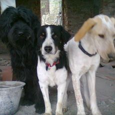 Hunde-Team1.jpg