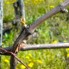 Dolcetto-Rebe.jpg