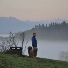 Hunde-Spaziergang.jpg