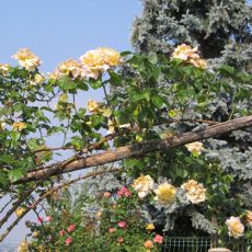 IMG_1316.jpg